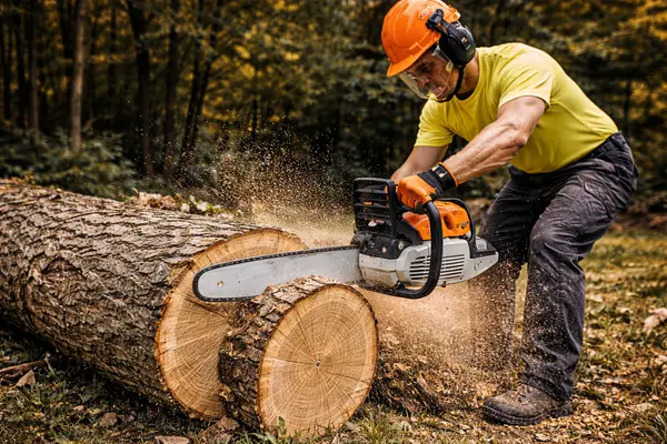 image from Tree Removal Austin in Austin, TX  