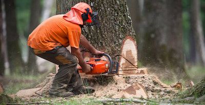 tree removal in Austin